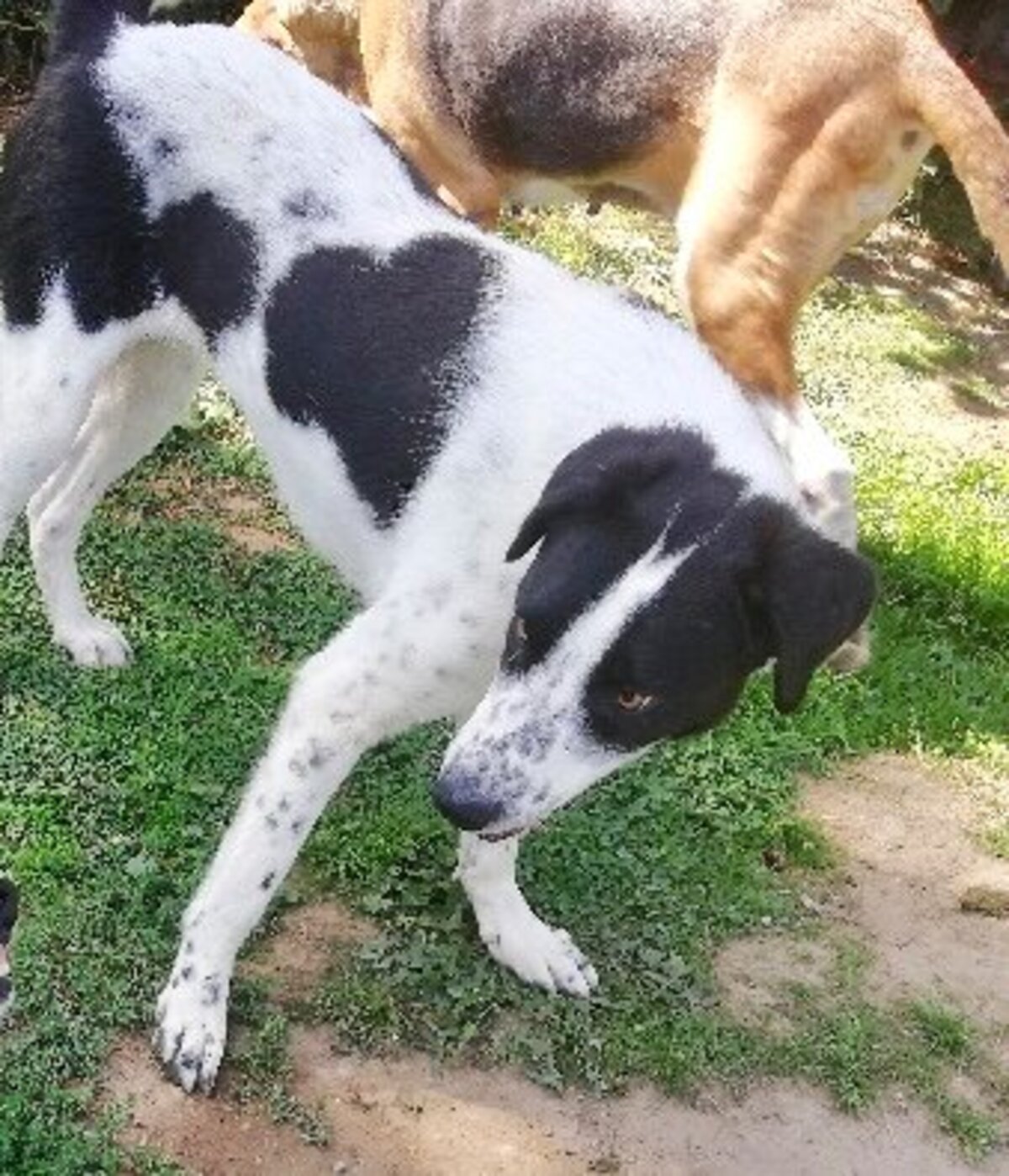 Adoption Sambo