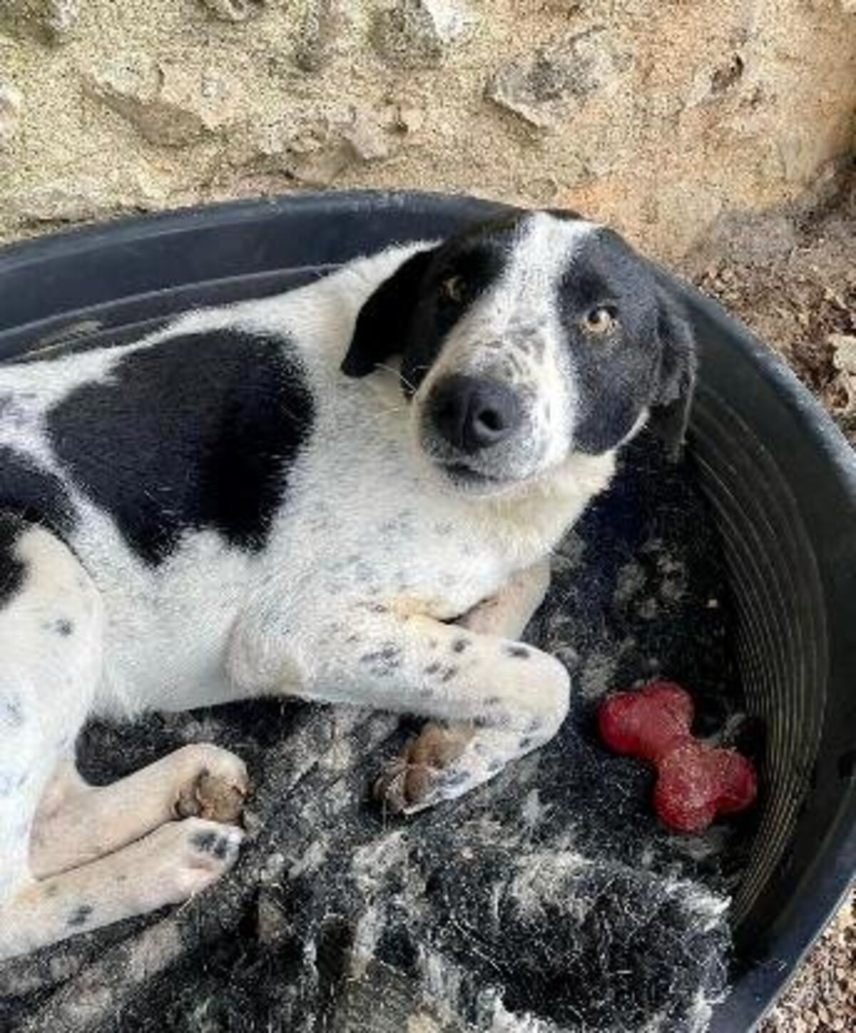Adoption Sambo