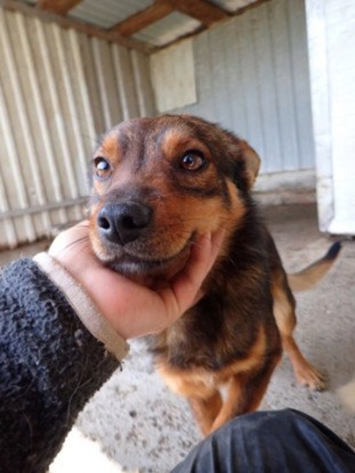 Adoption Sami