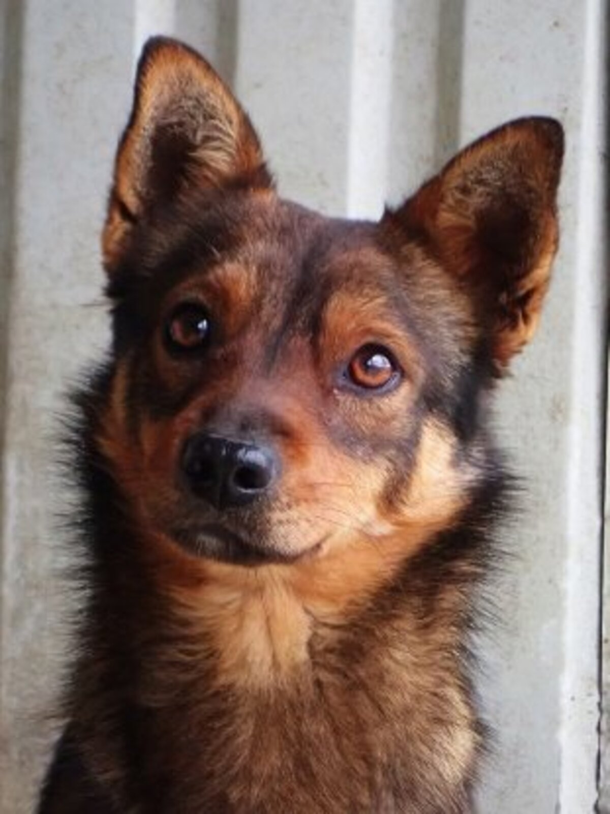Adoption Sami