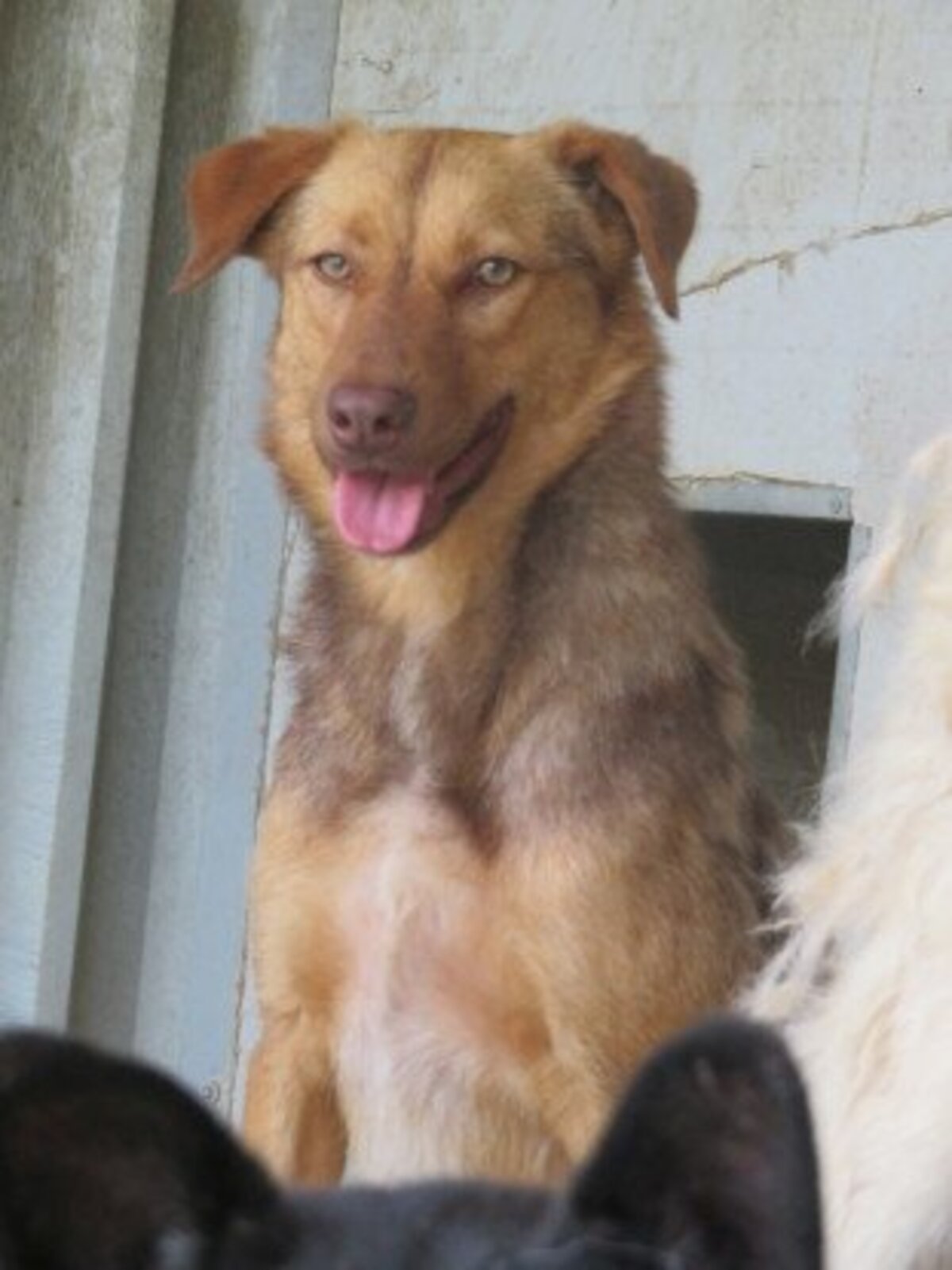 Adoption Samm
