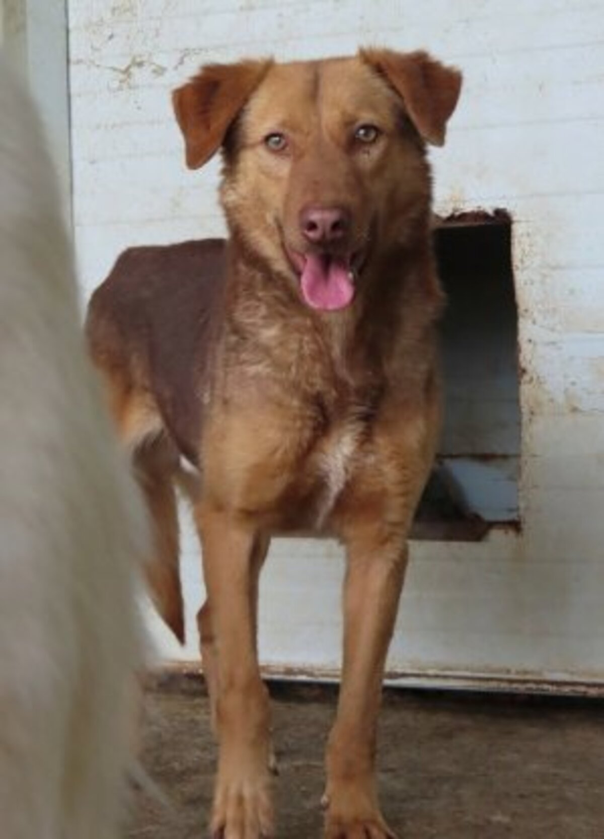 Adoption Samm