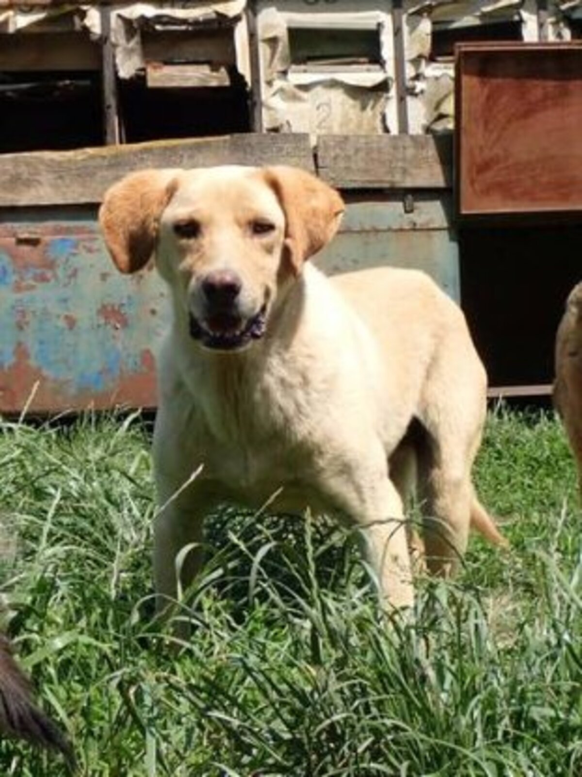 Adoption Sammy