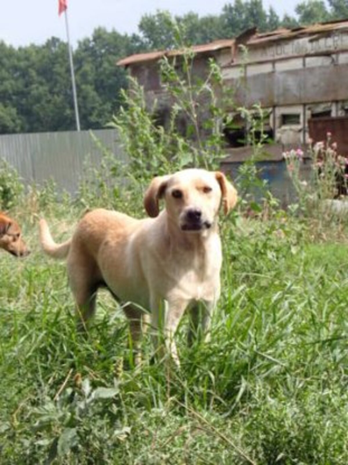 Adoption Sammy