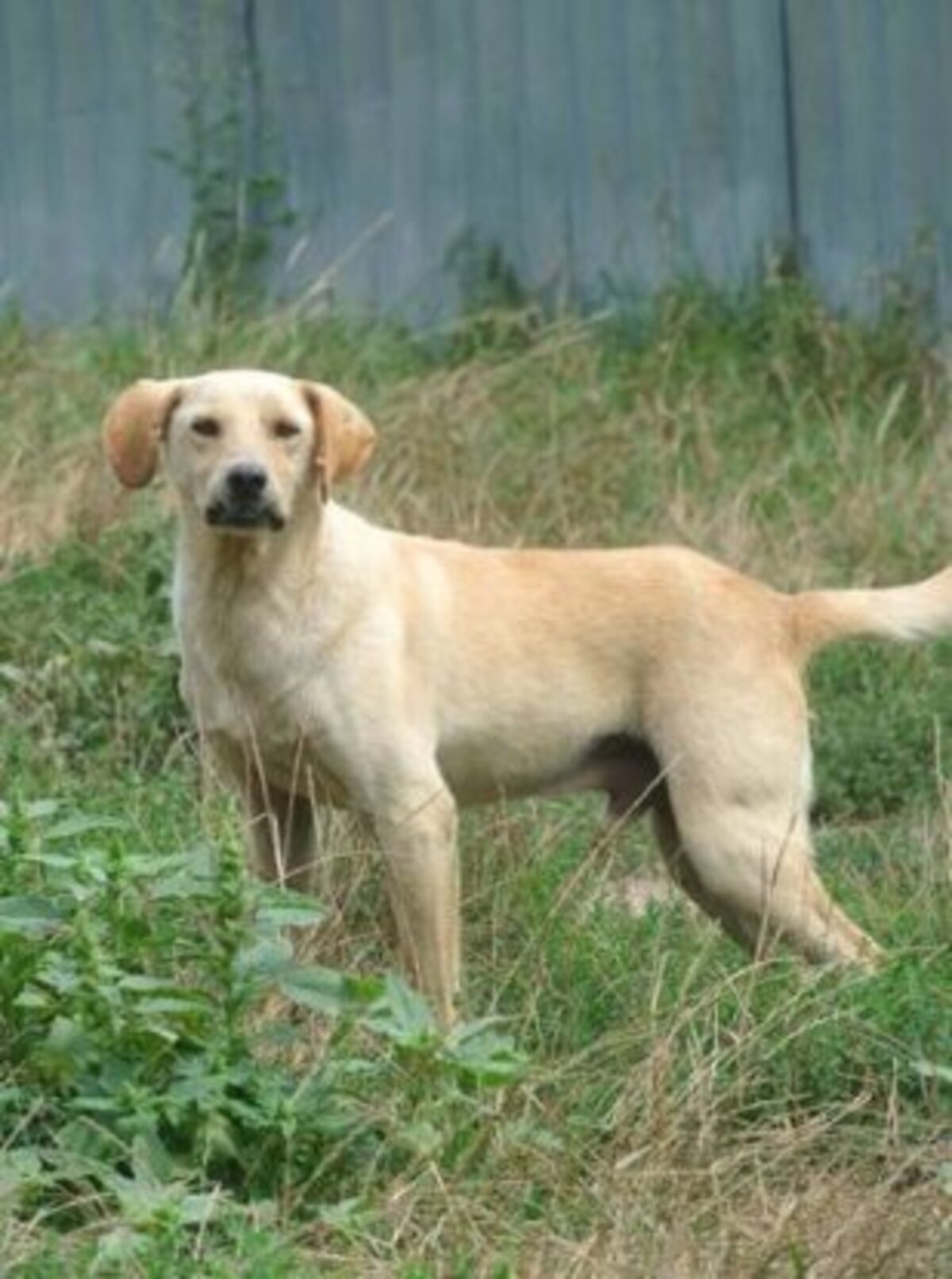 Adoption Sammy