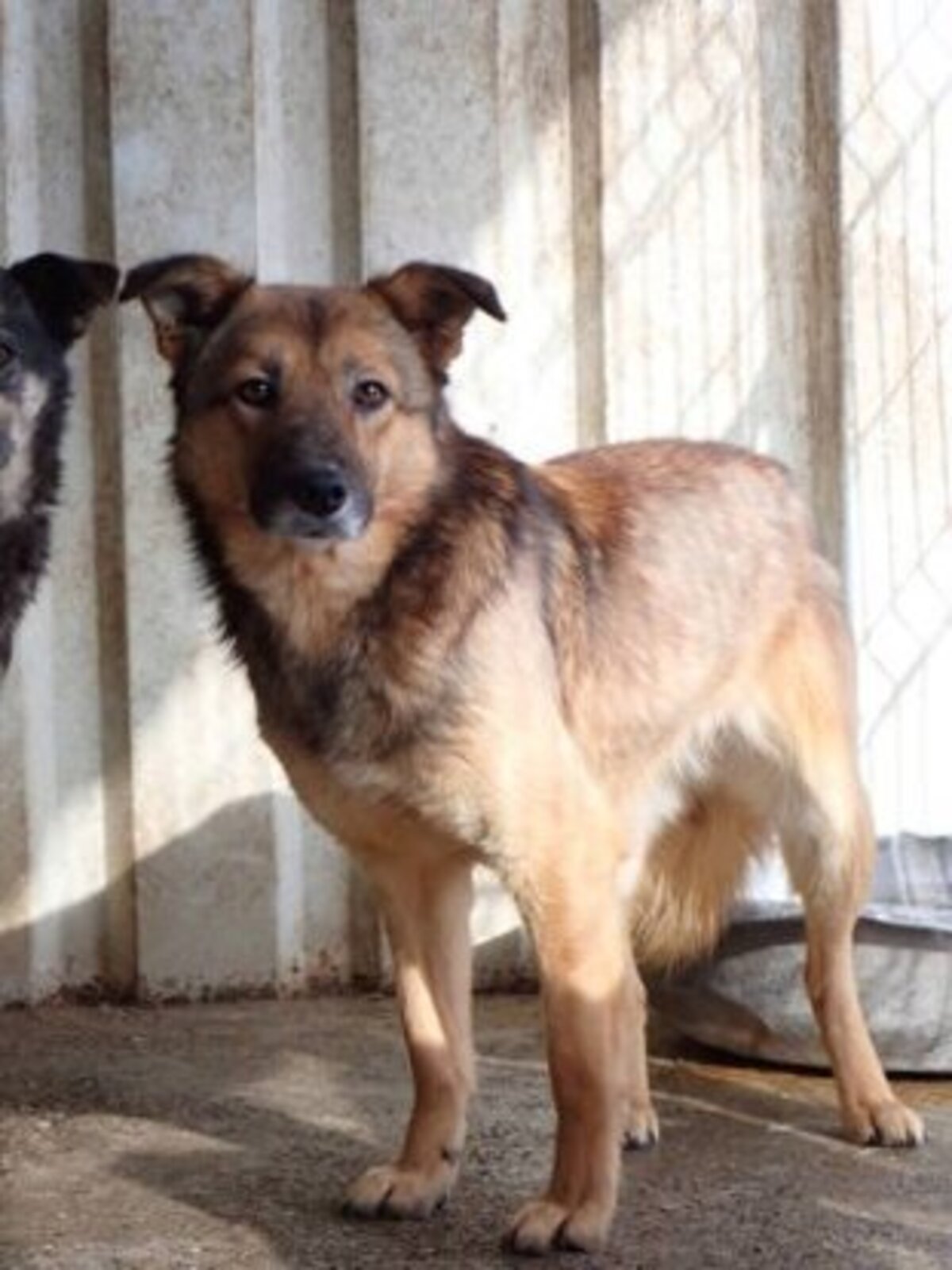Adoption Samsara
