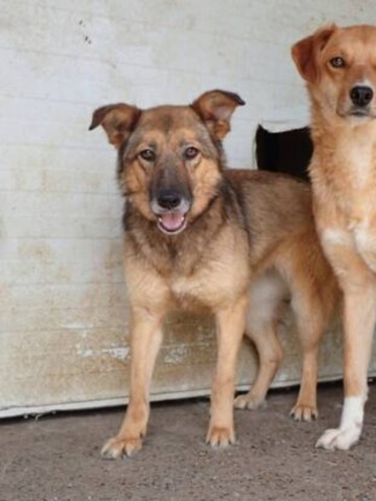 Adoption Samsara