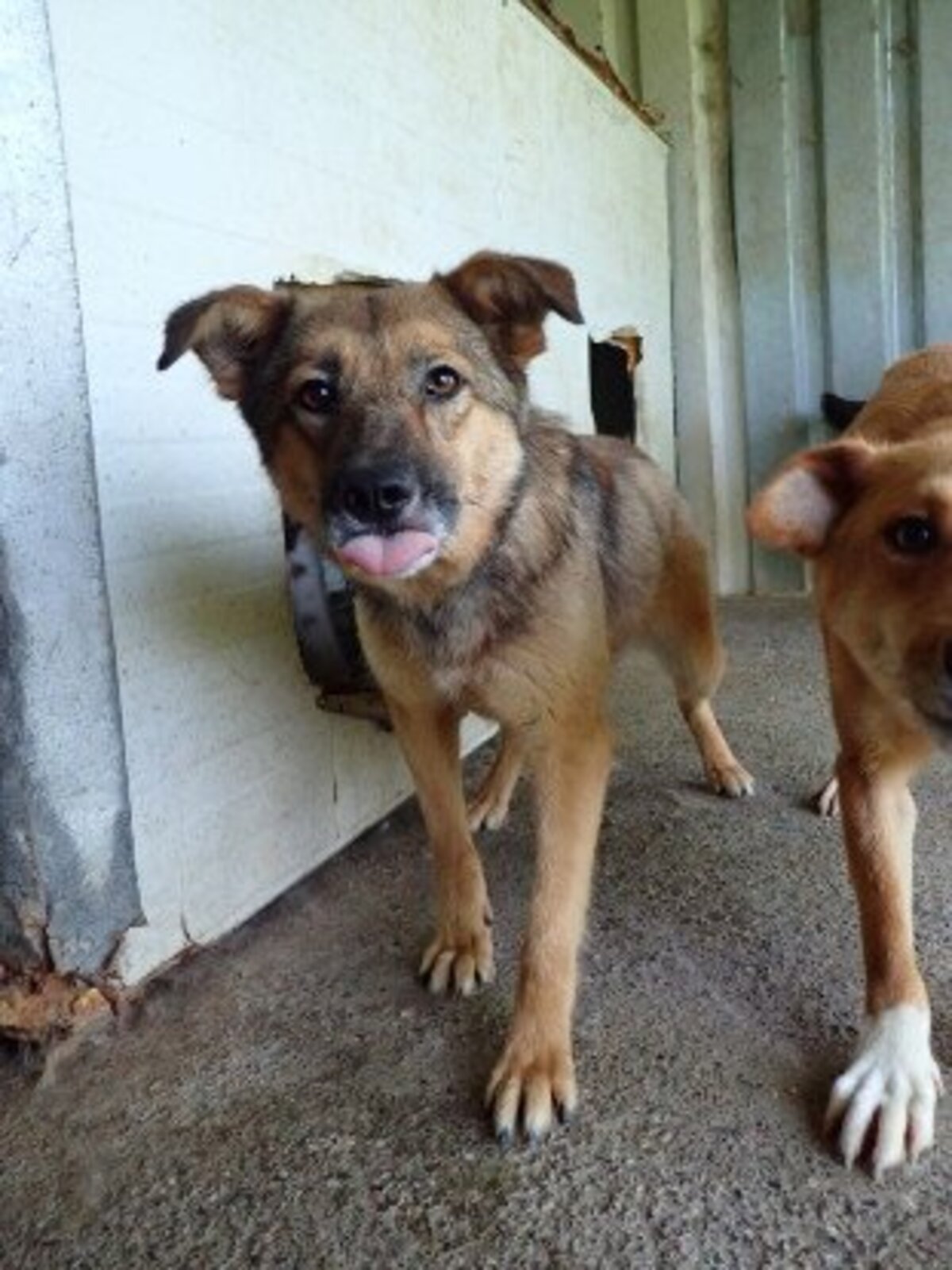 Adoption Samsara