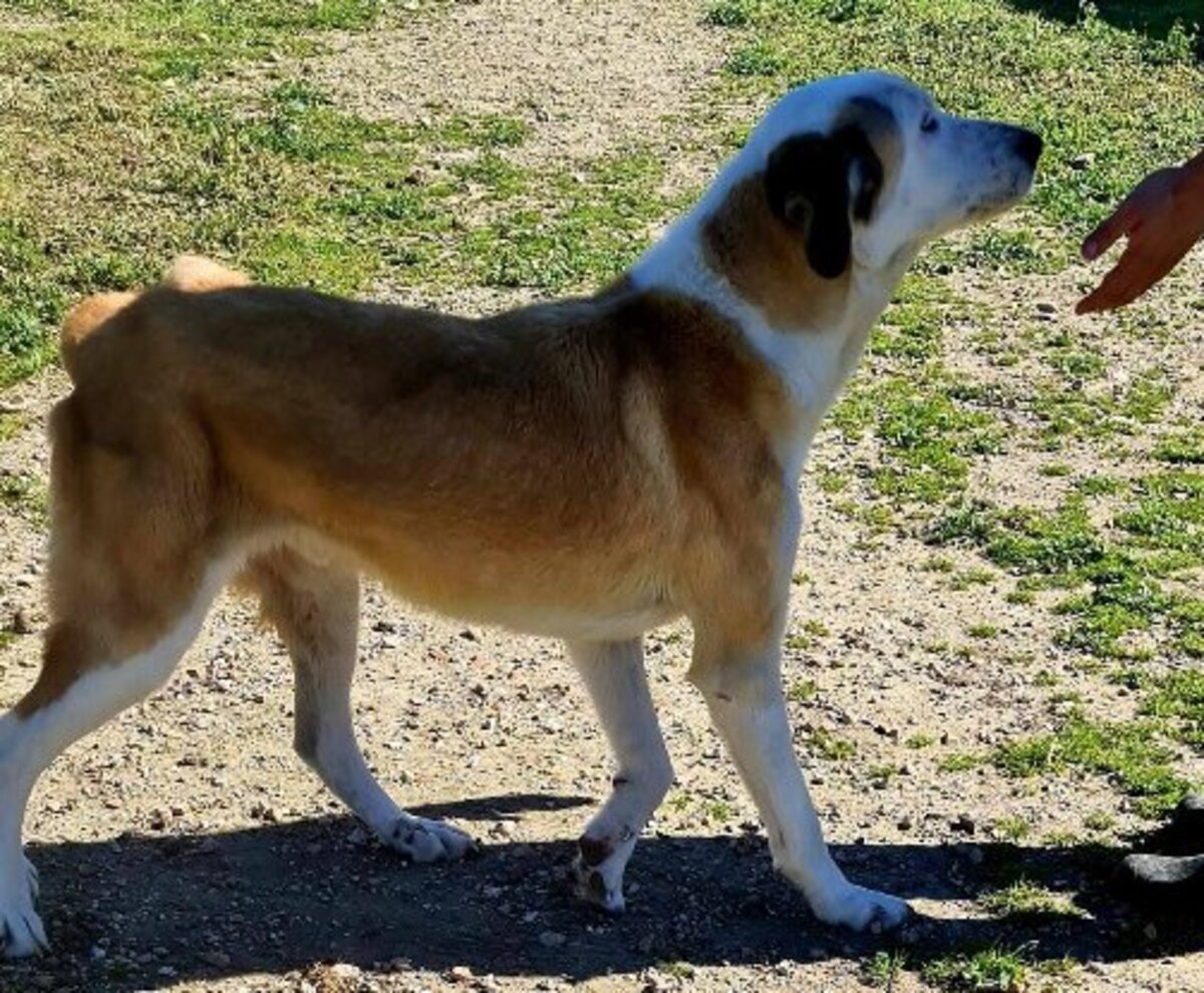 Adoption Samson urgence
