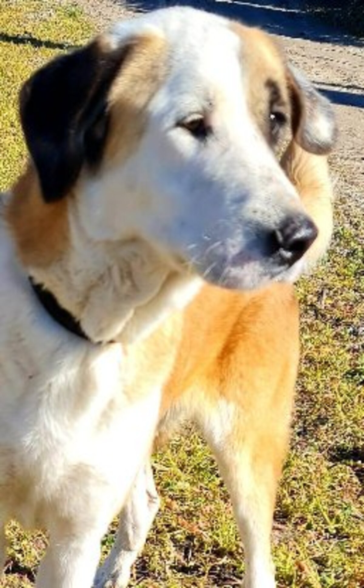 Adoption Samson urgence