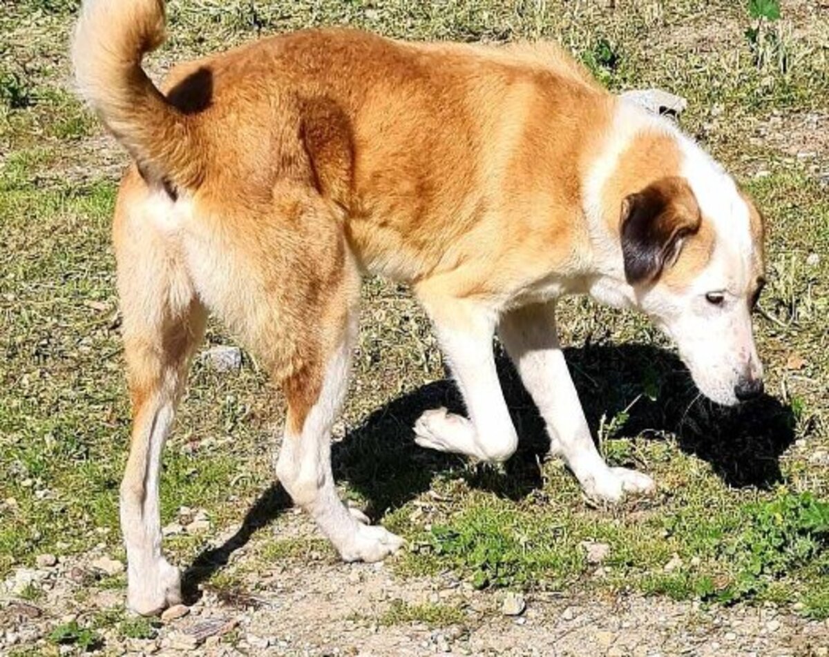 Adoption Samson urgence
