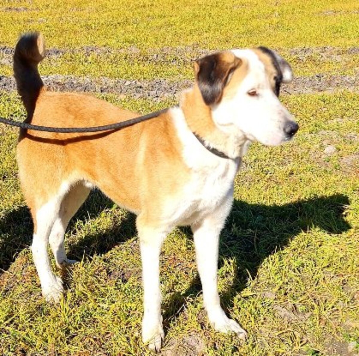 Adoption Samson urgence