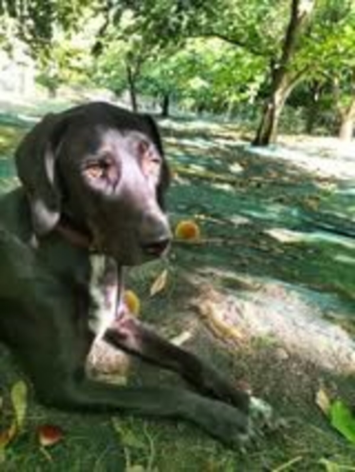 Adoption Samy