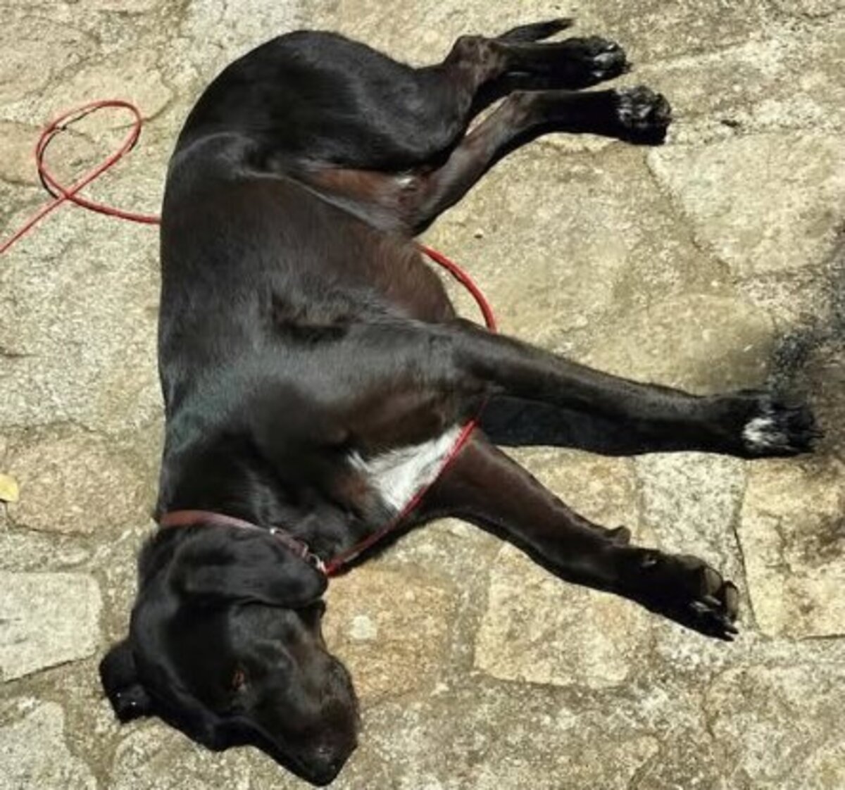 Adoption Samy