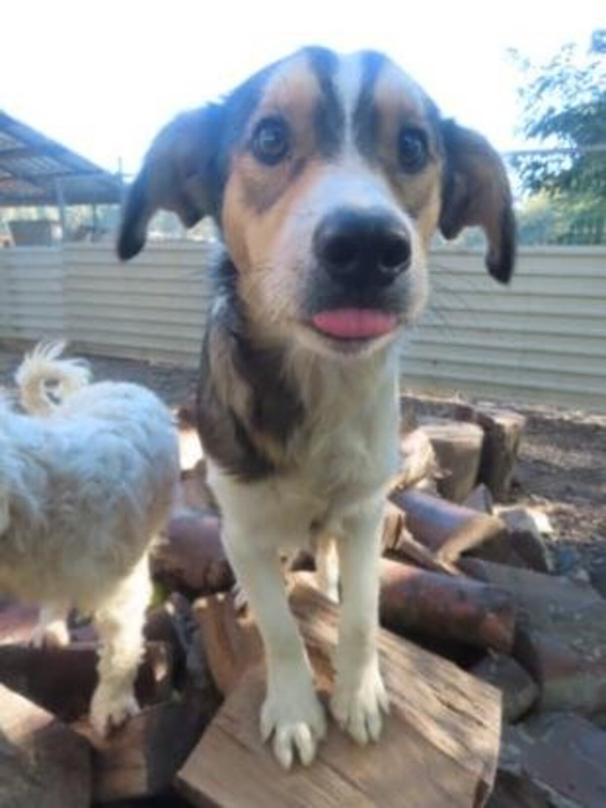 Adoption Sancho
