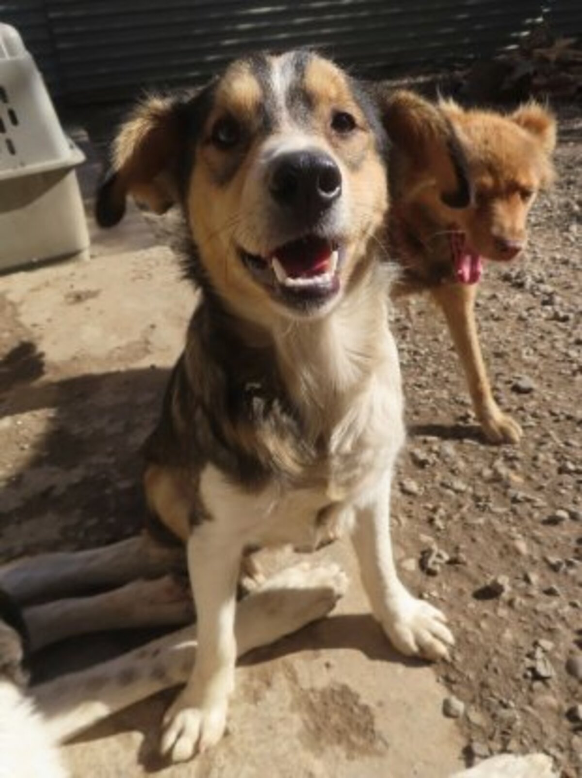 Adoption Sancho