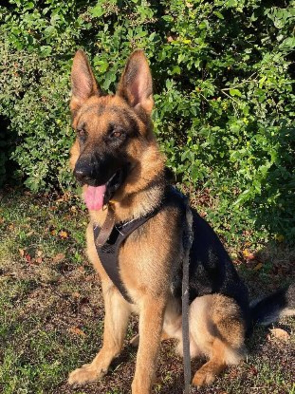 Adoption Sancho