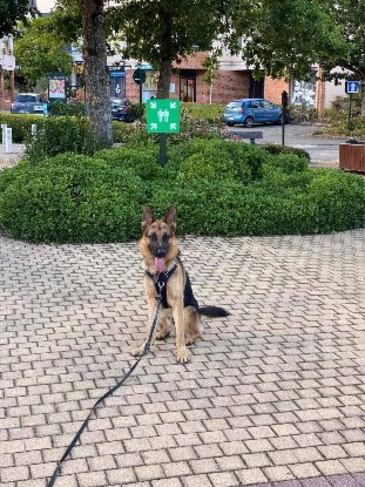 Adoption Sancho