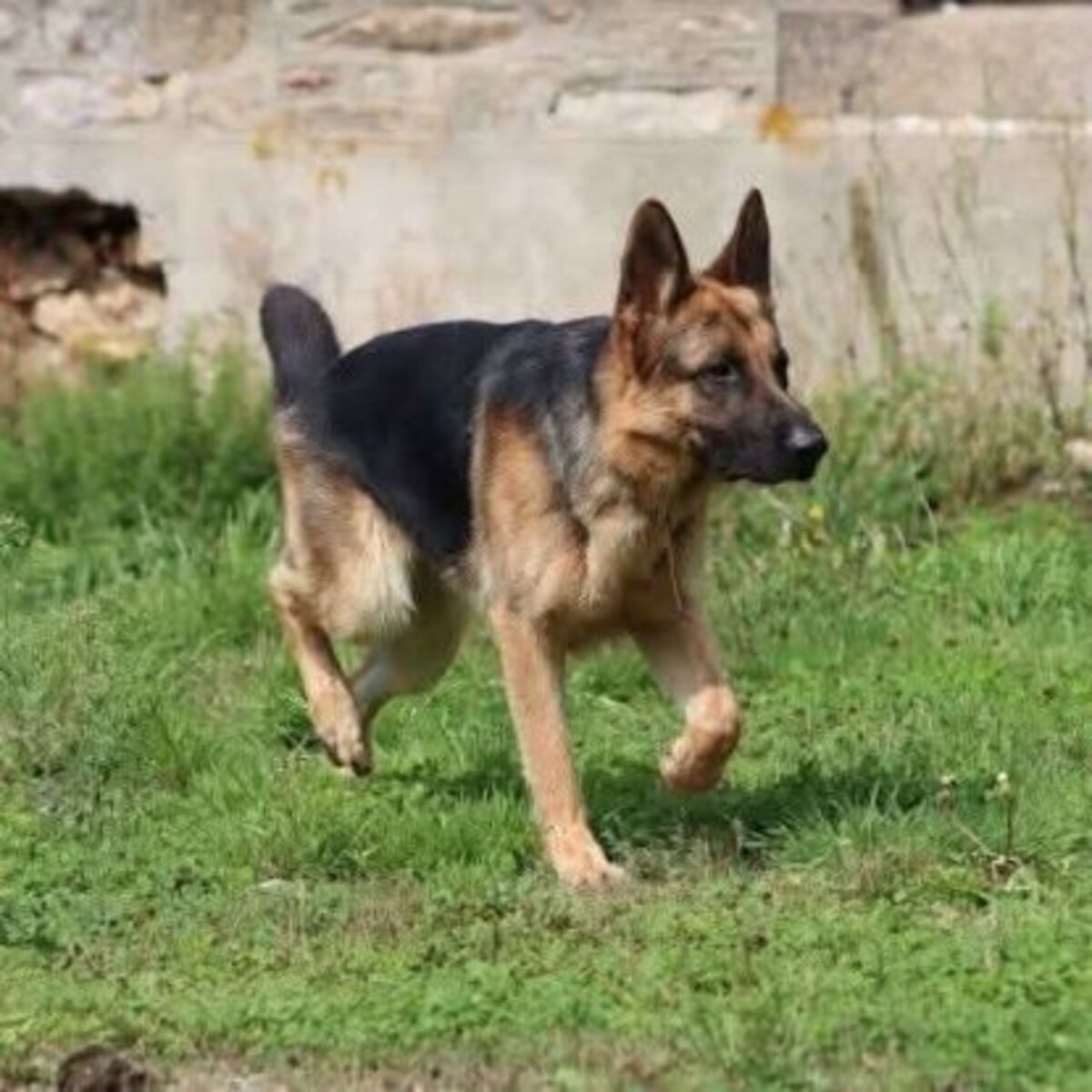 Adoption Sancho