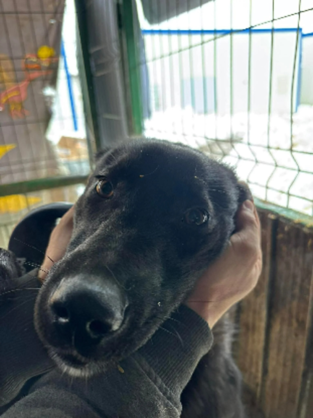 Adoption Sansa