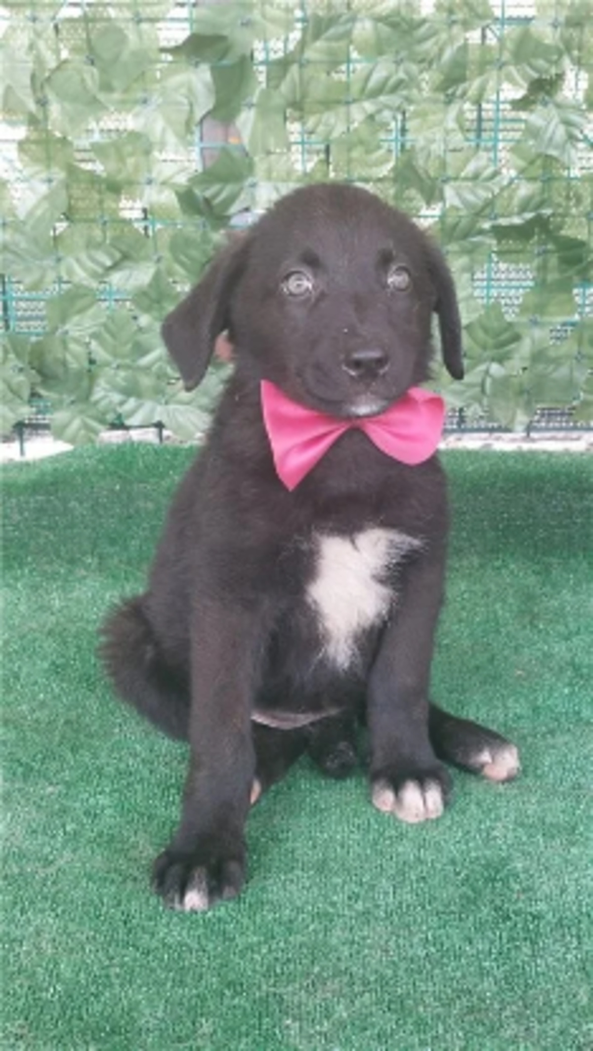 Adoption Sansa