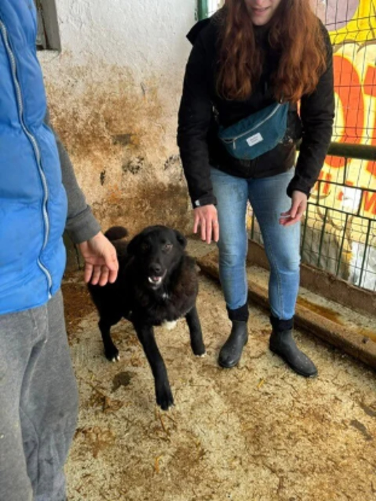 Adoption Sansa
