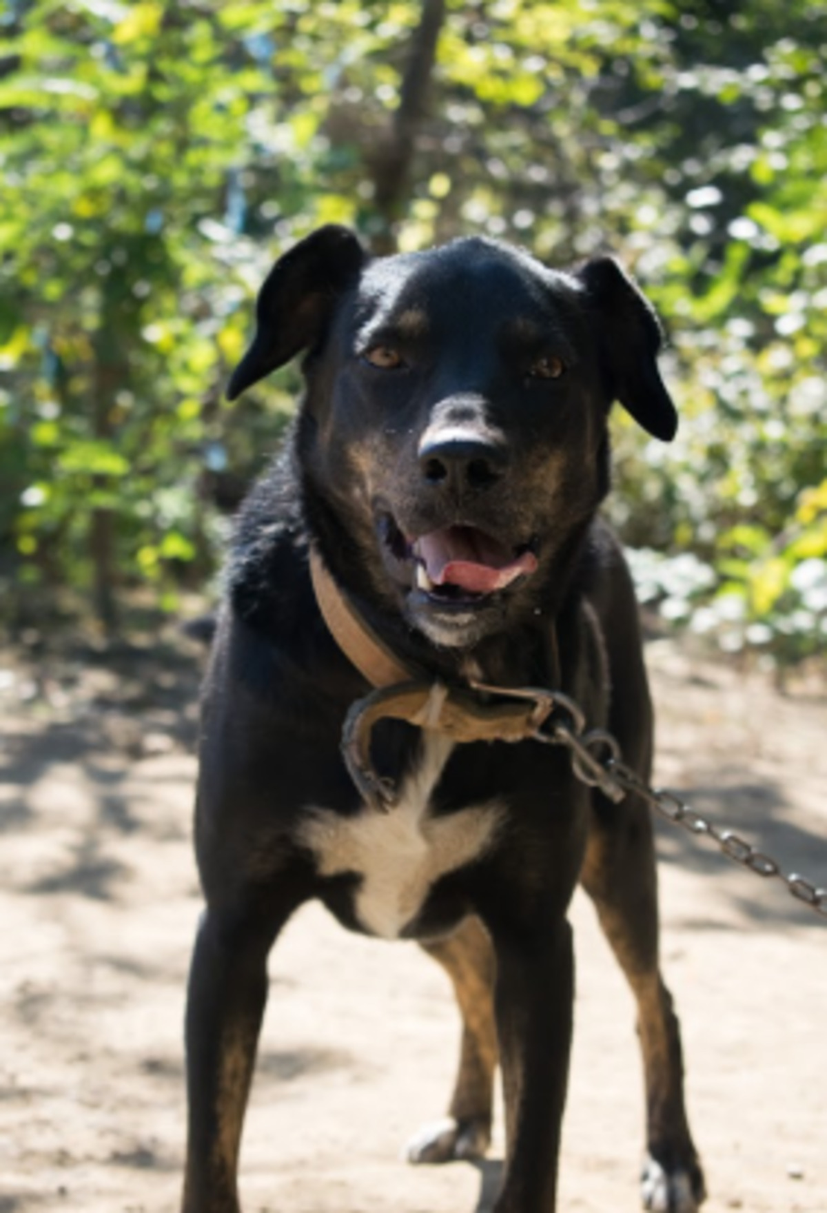 Adoption Santi