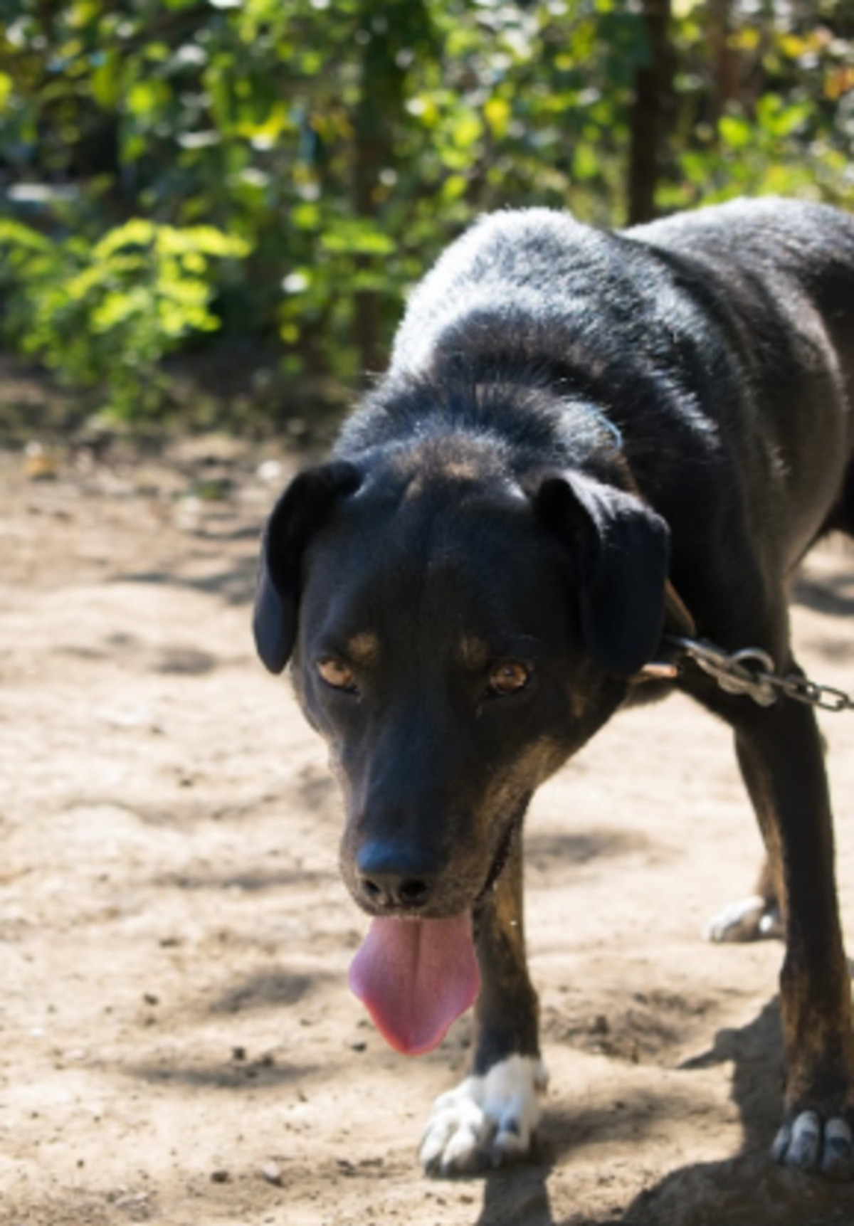 Adoption Santi