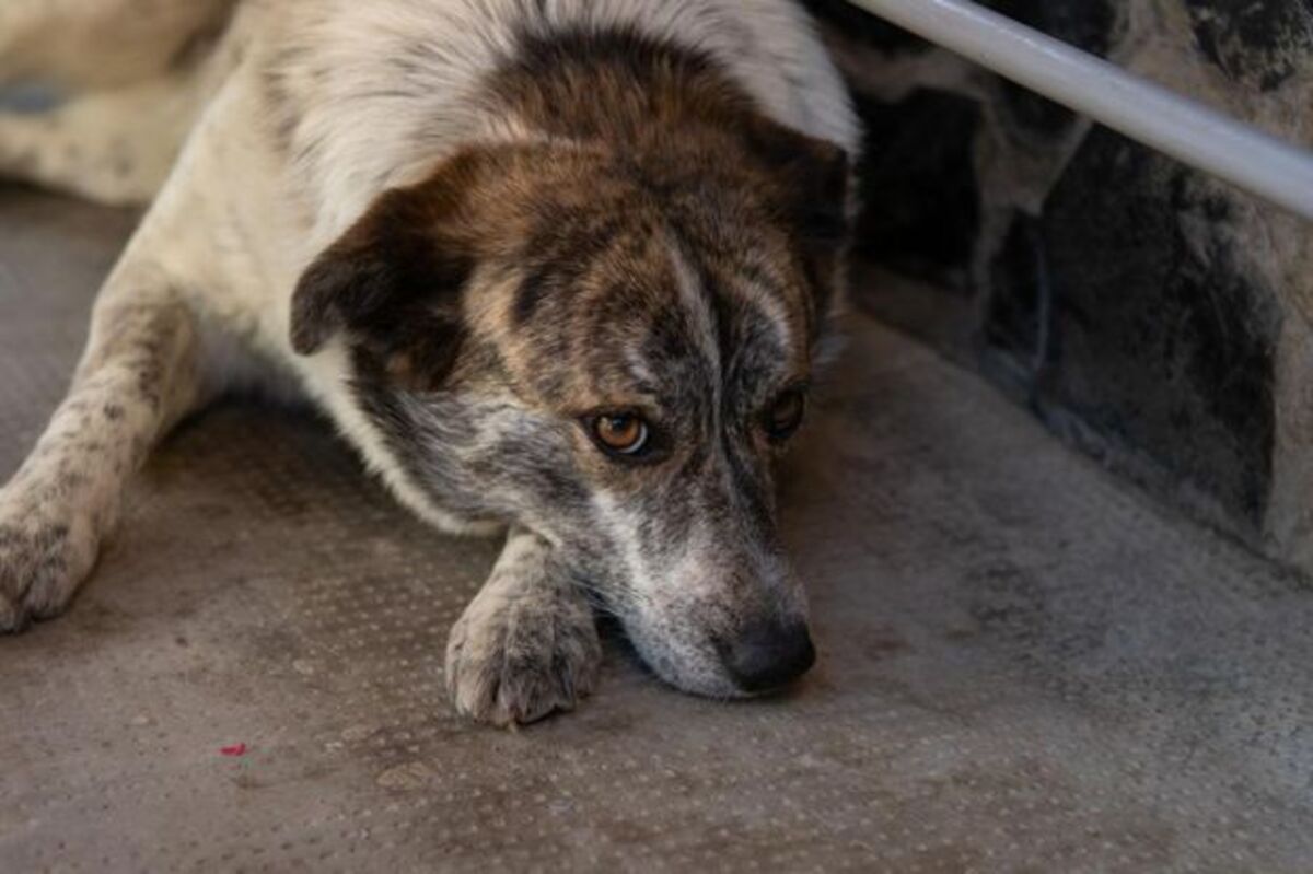 Adoption Sara