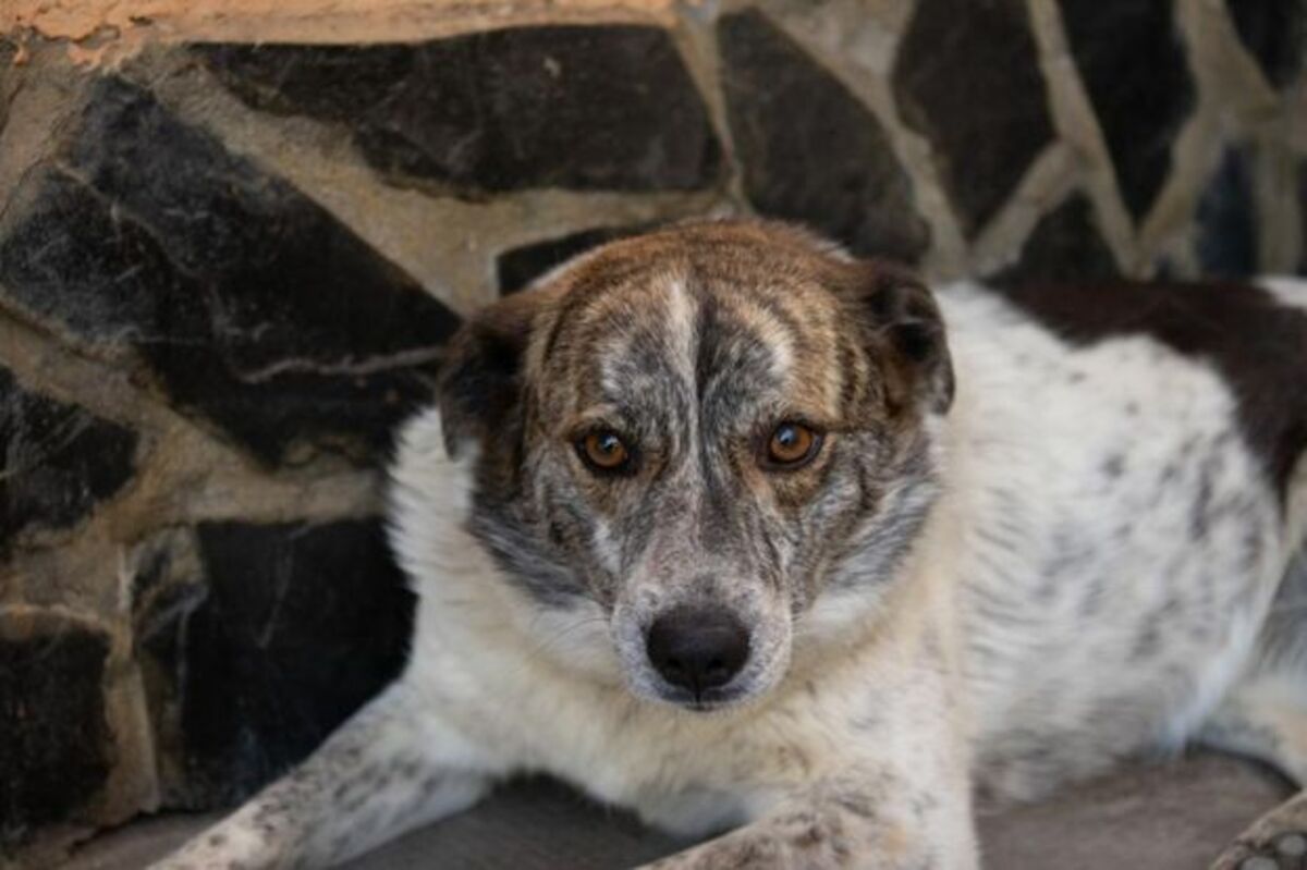 Adoption Sara