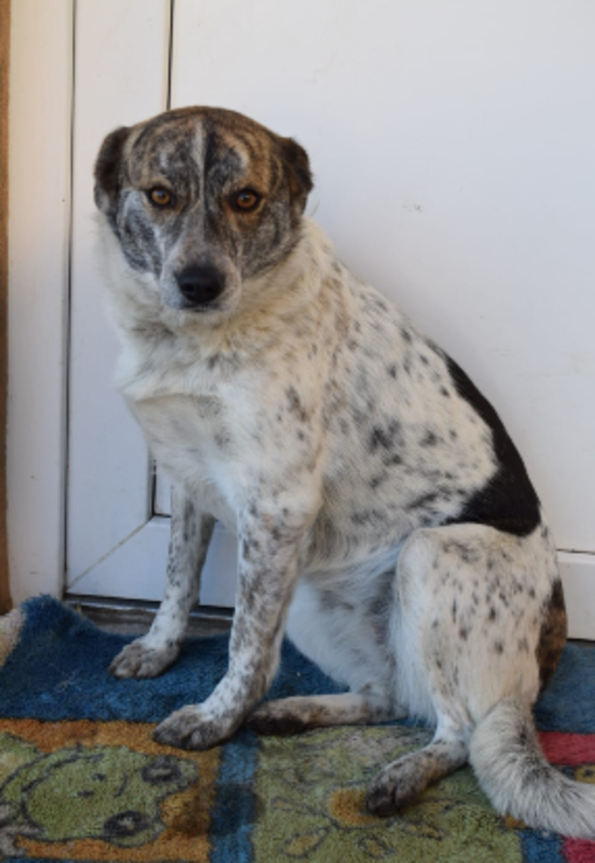 Adoption Sara