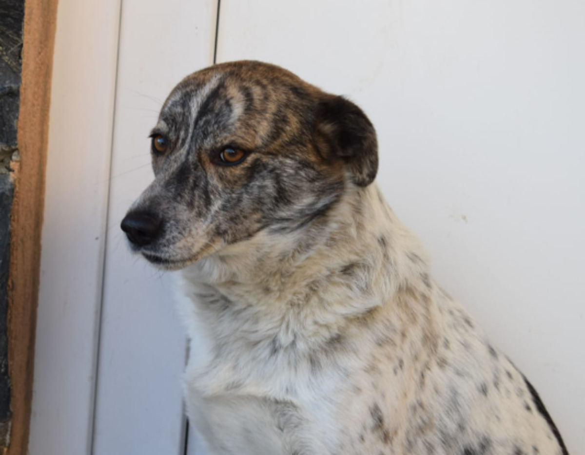 Adoption Sara