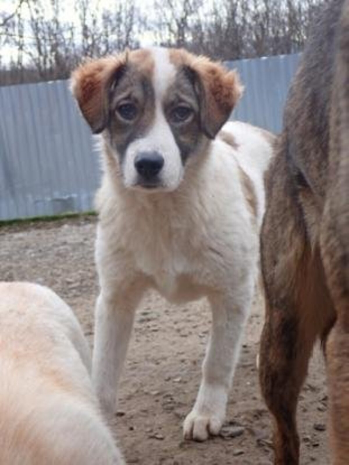 Adoption Saruta