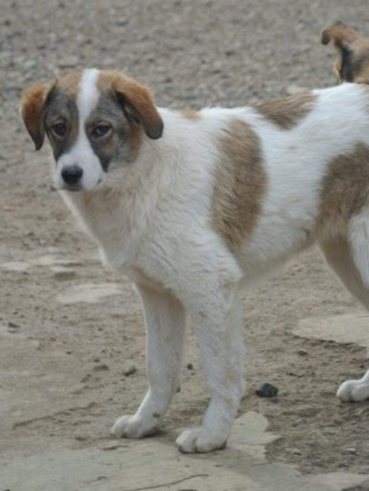Adoption Saruta