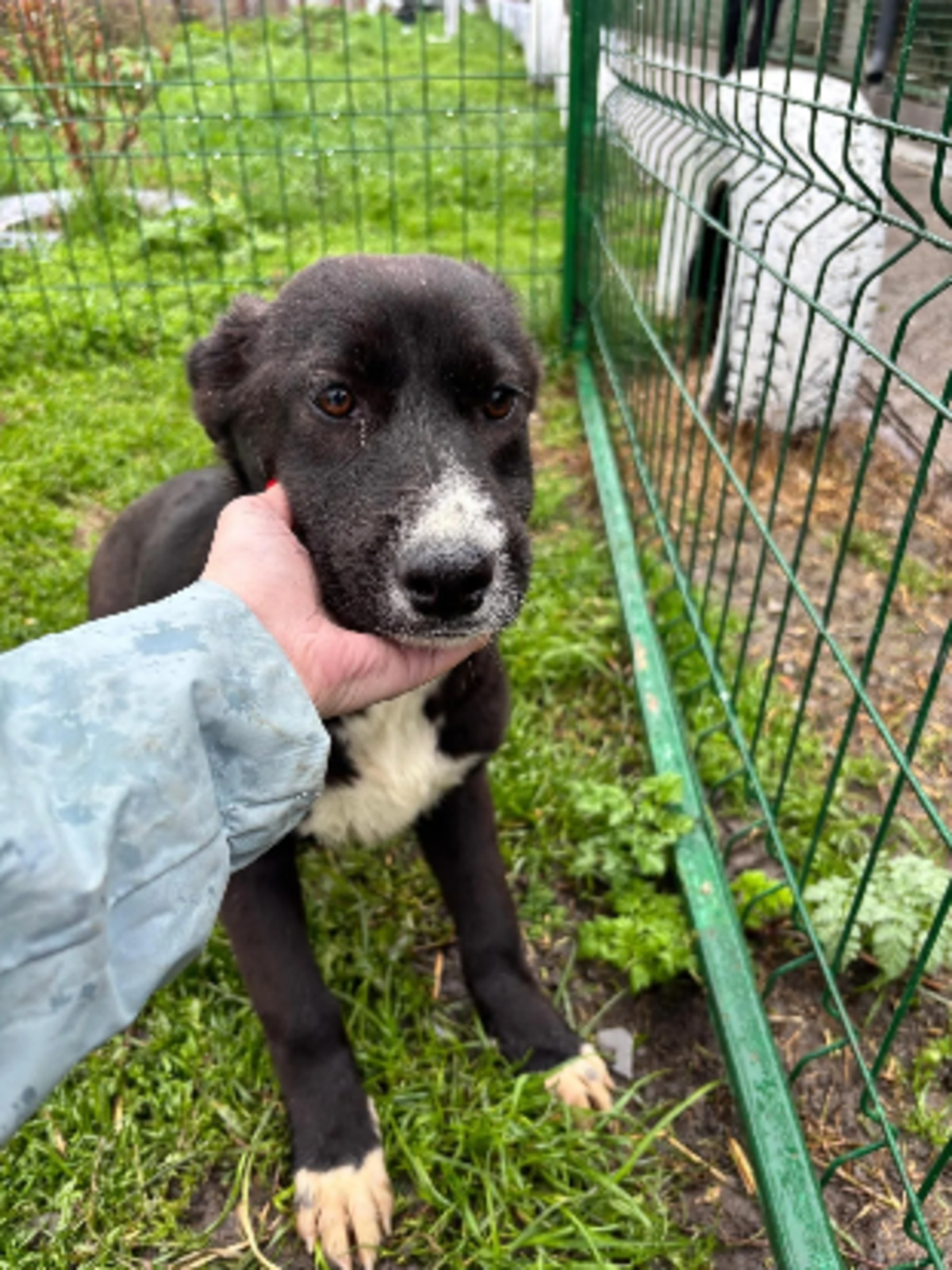 Adoption Satine