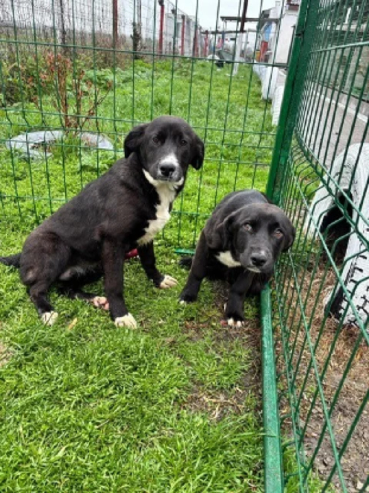 Adoption Satine
