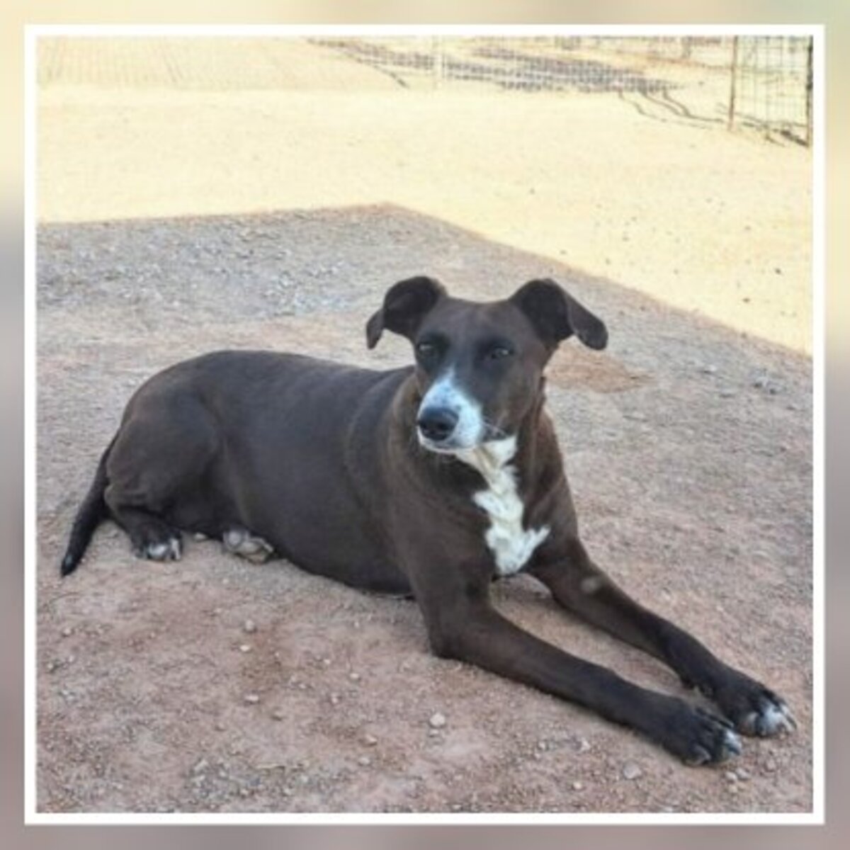 Adoption Satya