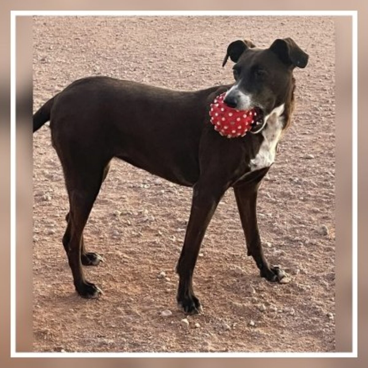 Adoption Satya