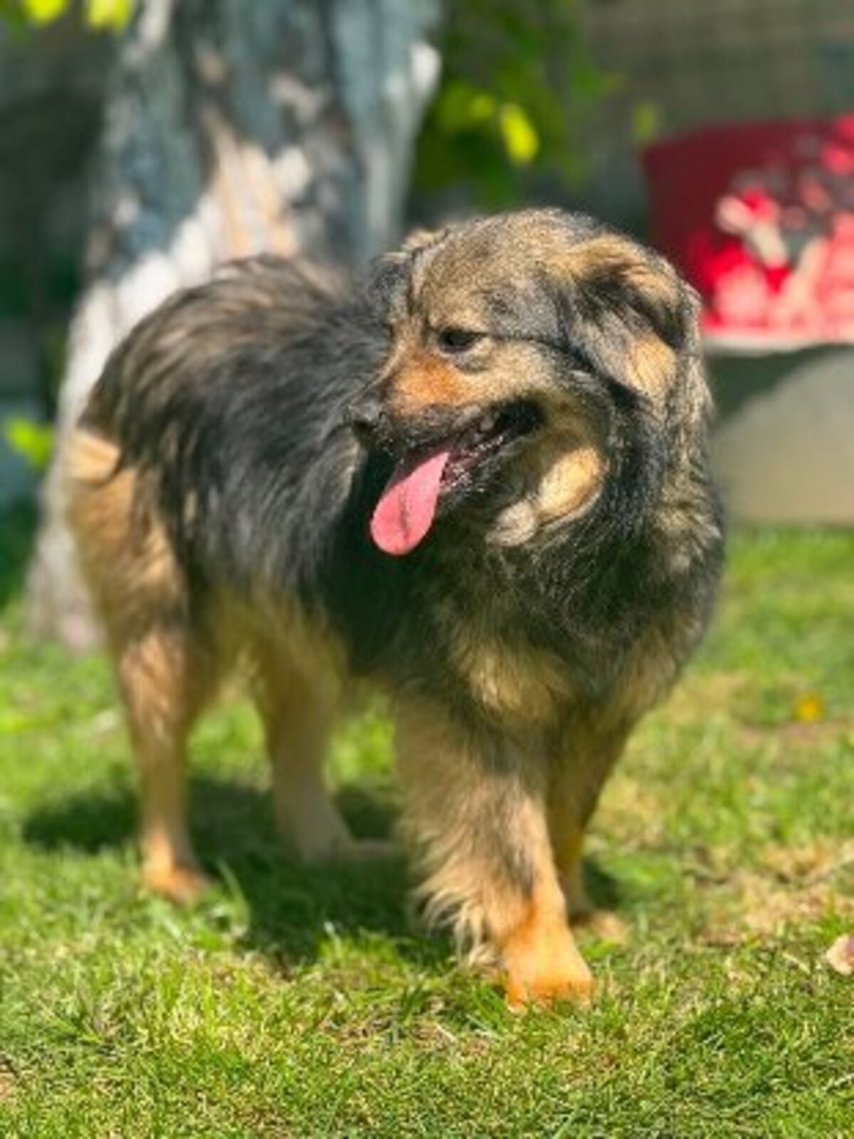 Adoption Sauge