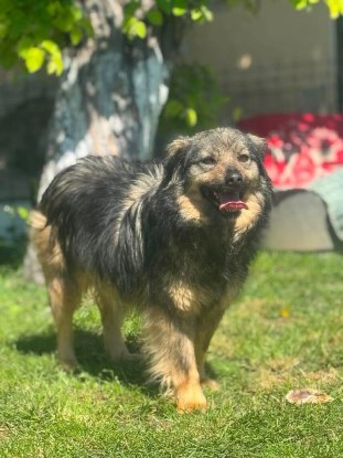 Adoption Sauge