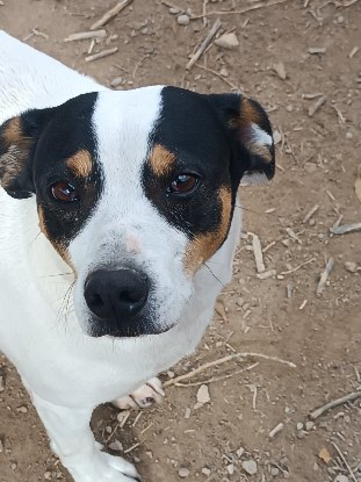Adoption Saxo