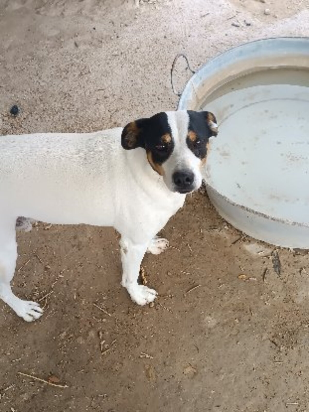 Adoption Saxo