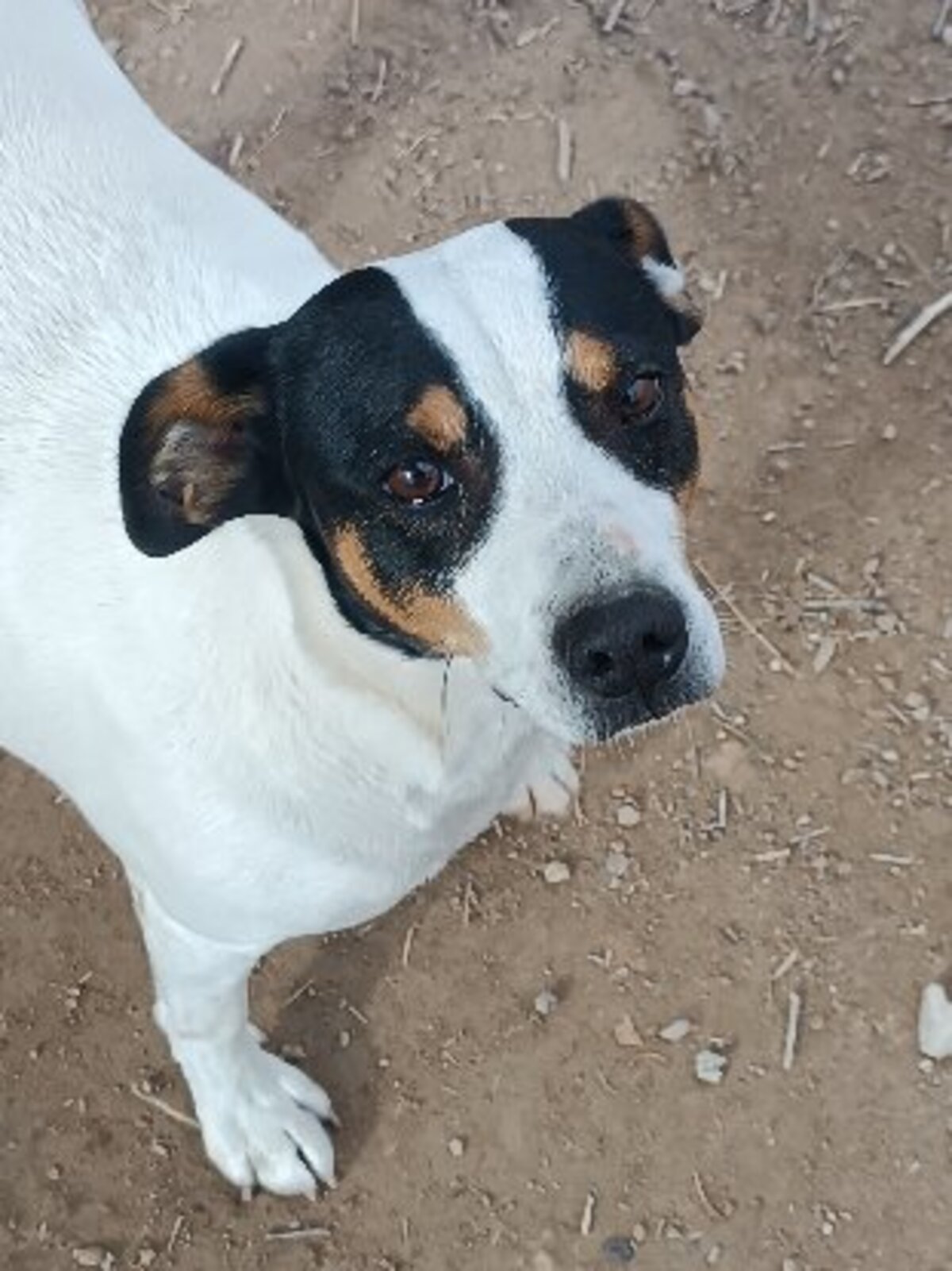 Adoption Saxo