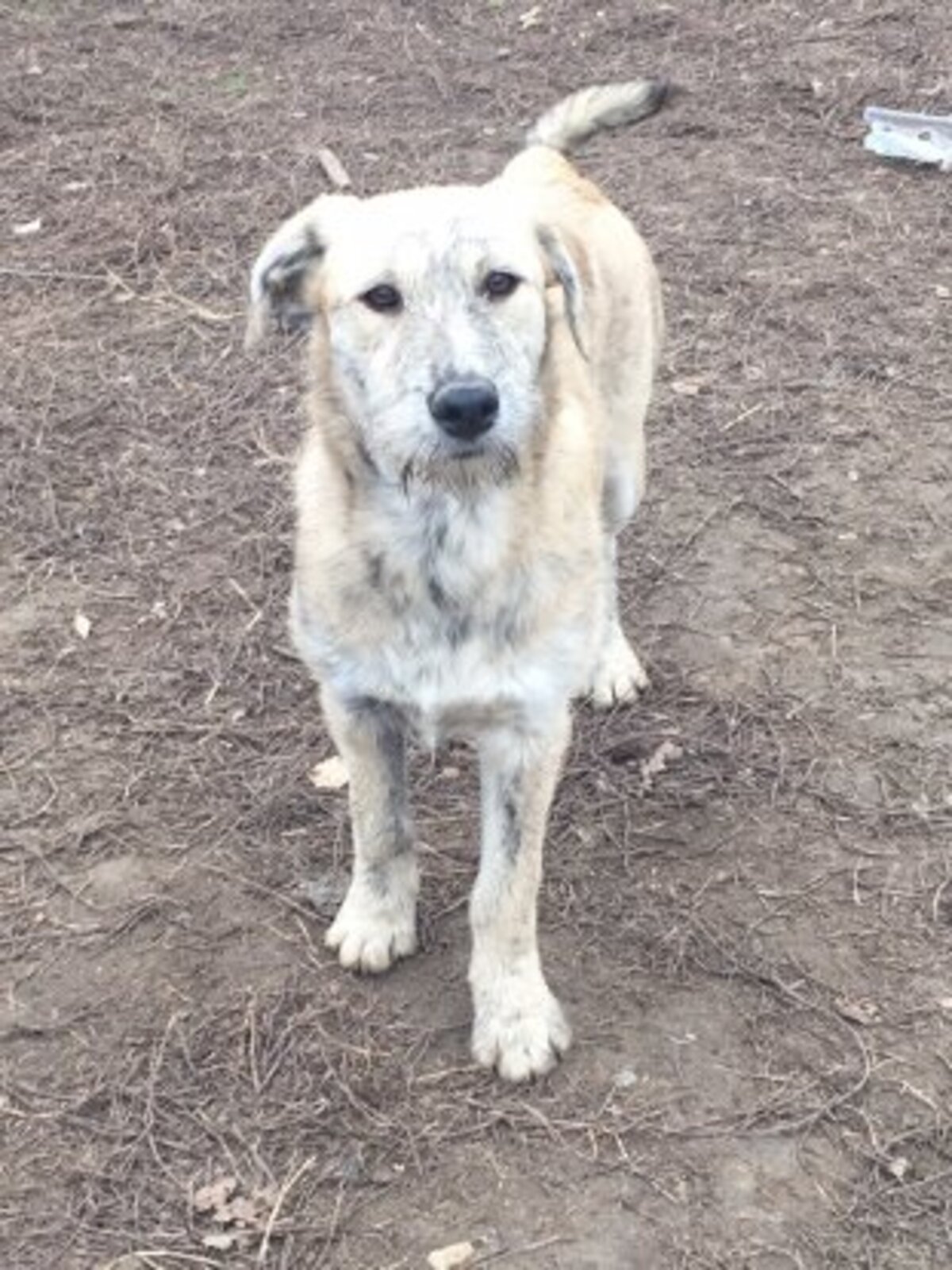 Adoption Scona