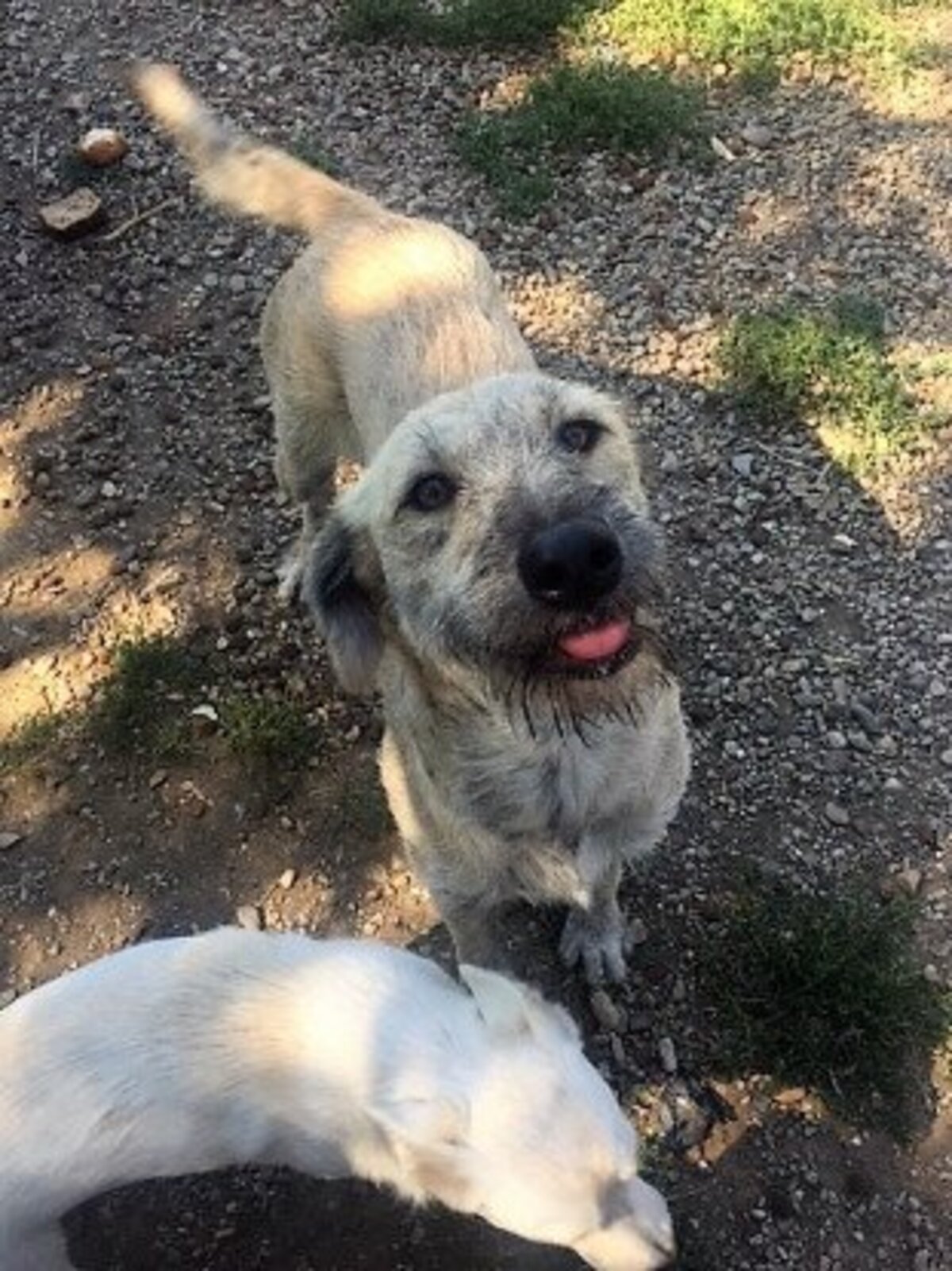 Adoption Scona