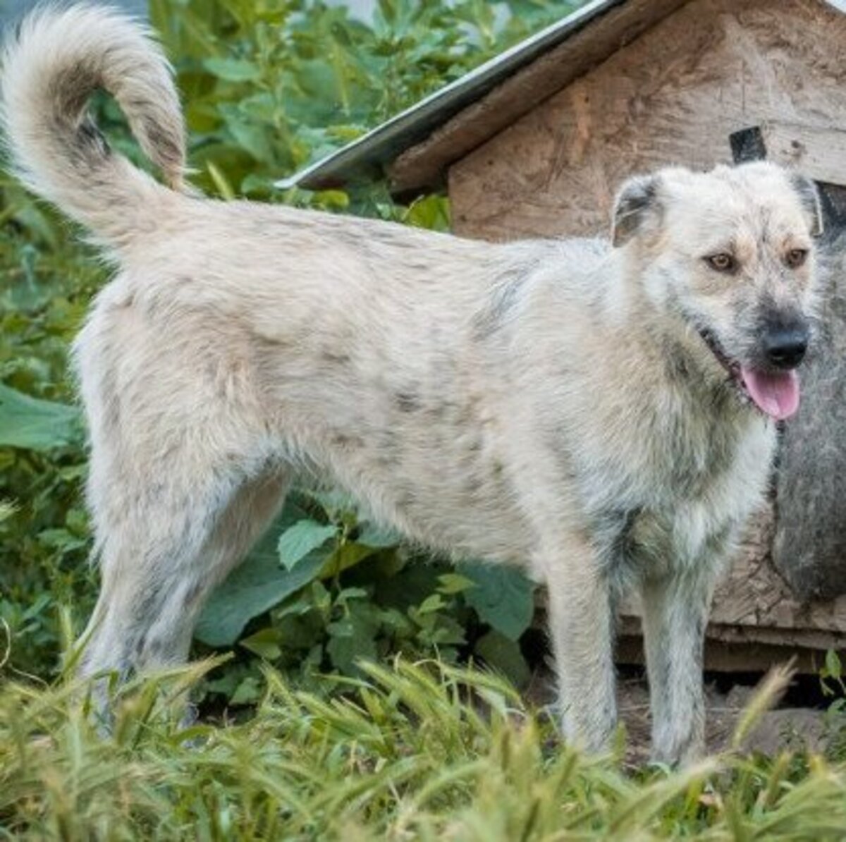 Adoption Scona