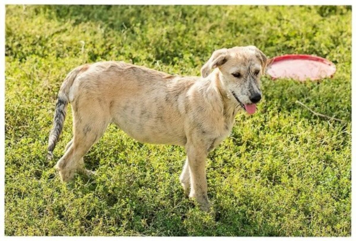 Adoption Scona
