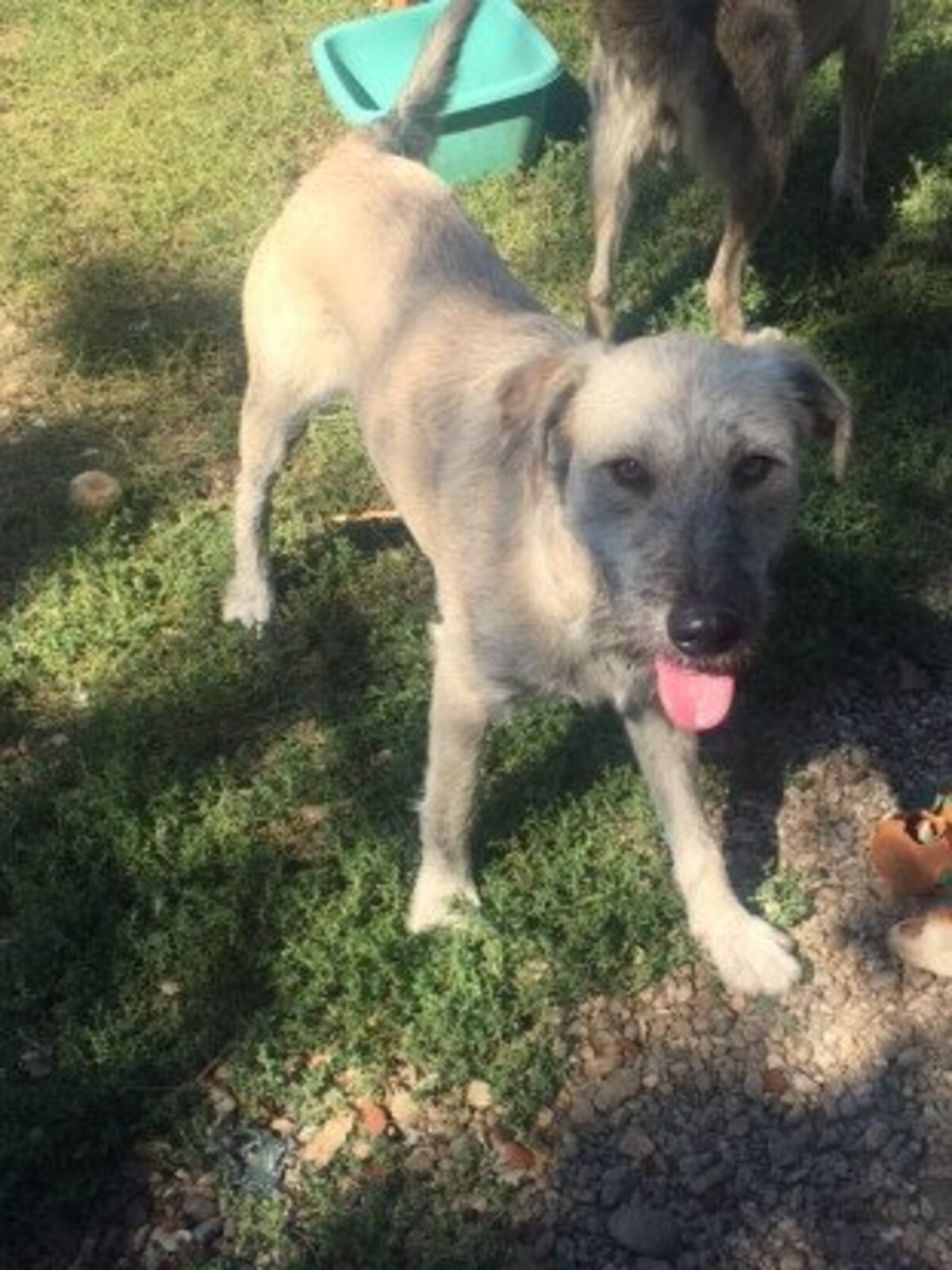 Adoption Scona