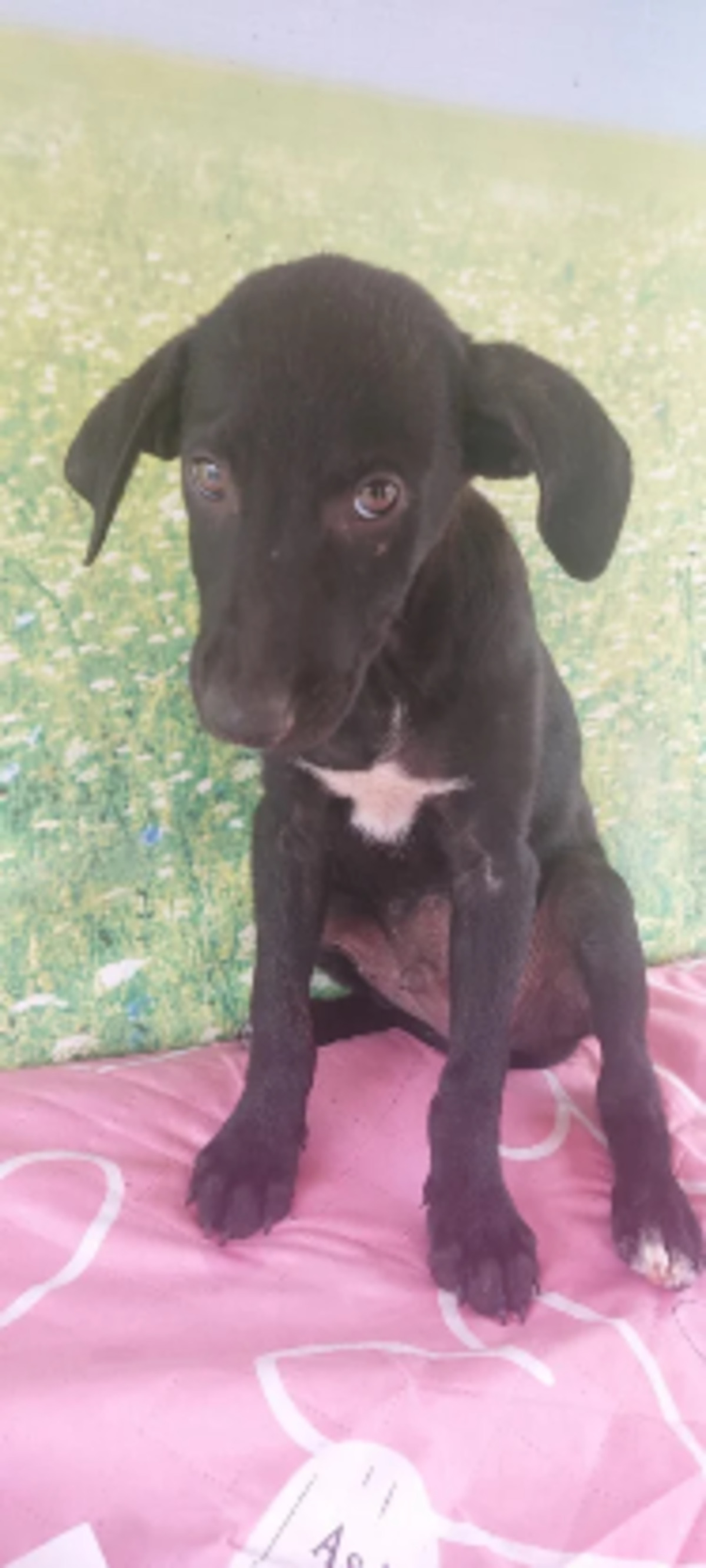Adoption Scooby