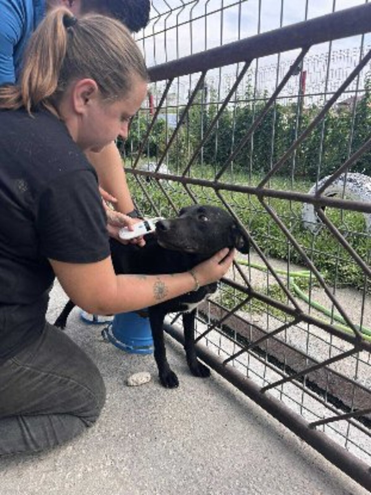 Adoption Scooby